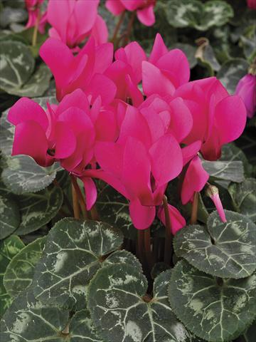 photo of flower to be used as: Pot, bedding, patio Cyclamen persicum Laser Fuchsia Imp