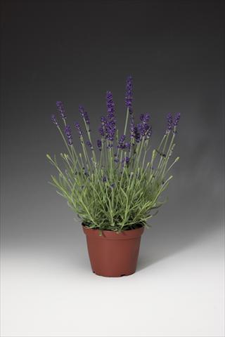 photo of flower to be used as: Pot and bedding Lavandula angustifolia AromaticoT Blue