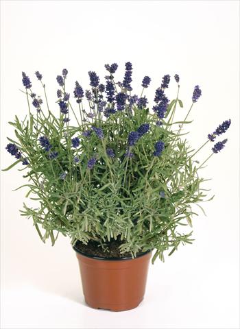 photo of flower to be used as: Pot, bedding, patio Lavandula angustifolia Lavandula Hidcote