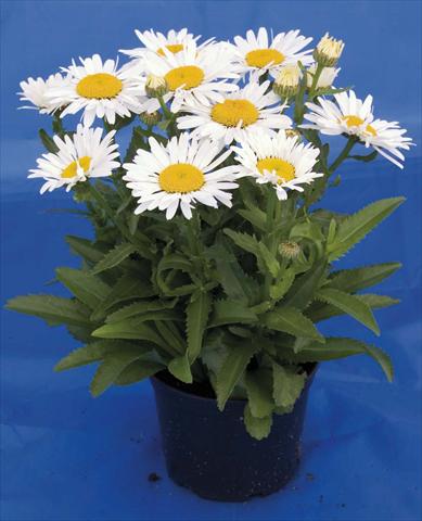 photo of flower to be used as: Pot and bedding Leucanthemum Lacrosse