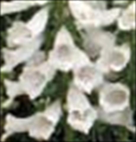 photo of flower to be used as: Pot and bedding Digitalis purpurea Dalmatian F1 White