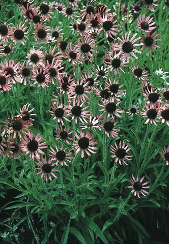 photo of flower to be used as: Bedding / border plant Echinacea tennesseensis Rocky Top Hybr.