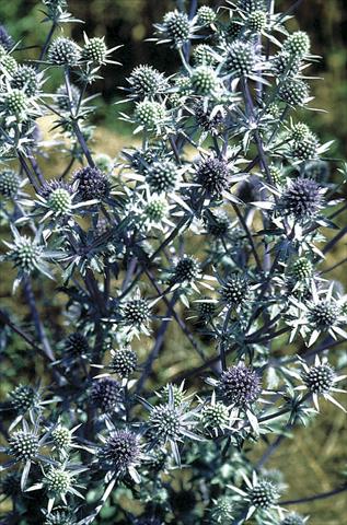photo of flower to be used as: Bedding / border plant Eryngium planum Blaukappe (Blue Cap)