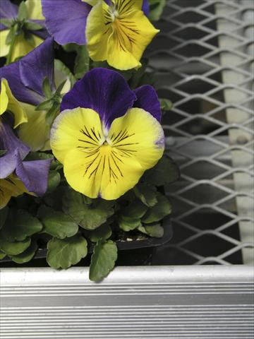 photo of flower to be used as: Pot and bedding Viola wittrockiana Earlyflorian Morpheus