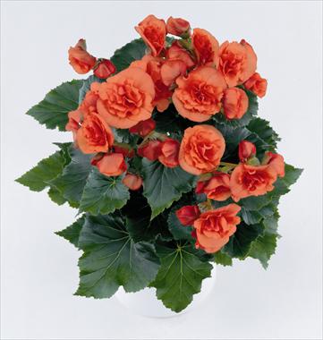 photo of flower to be used as: Patio, bedding Begonia Solenia Orange