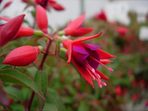 photo of flower to be used as: Patio, basket Fuchsia Electric Light