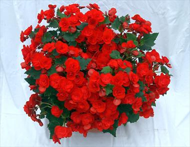 photo of flower to be used as: Patio, bedding Begonia Solenia Red Improved