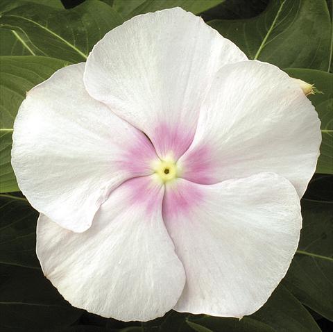 photo of flower to be used as: Pot, bedding, patio, basket Catharanthus roseus - Vinca Vitesse Blush
