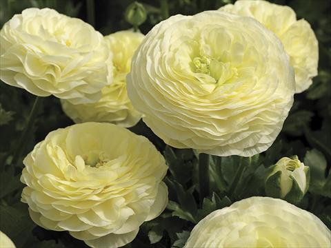 photo of flower to be used as: Pot and bedding Ranunculus asiaticus Maché Cream