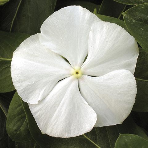 photo of flower to be used as: Pot, bedding, patio, basket Catharanthus roseus - Vinca Vitesse White