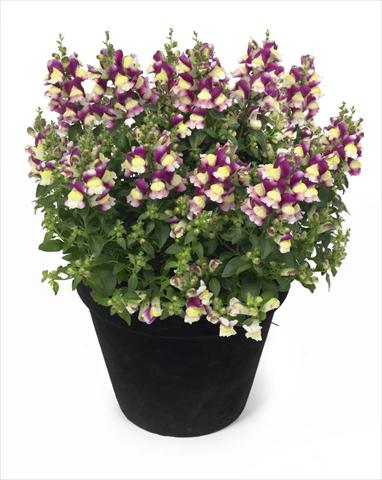 photo of flower to be used as: Basket / Pot Antirrhinum majus Florini Diana Amour