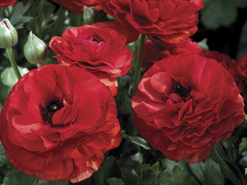 photo of flower to be used as: Pot and bedding Ranunculus asiaticus Mache Red