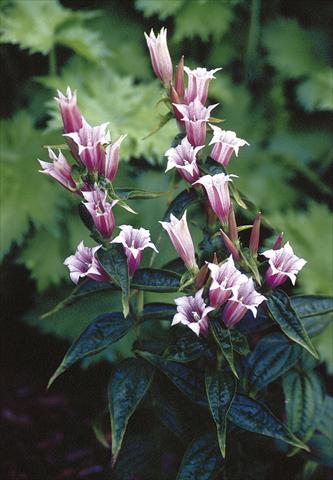 photo of flower to be used as: Pot and bedding Gentiana asclepiadea Pink Swallow