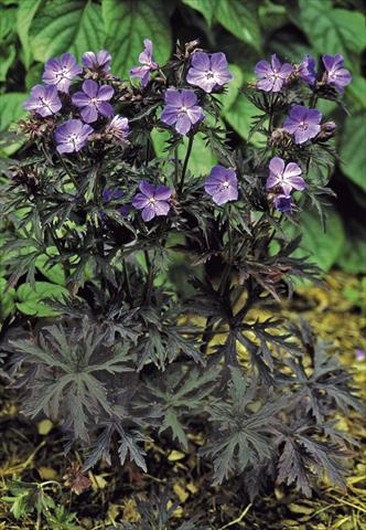 photo of flower to be used as: Pot and bedding Geranium pratense Dark Reiter