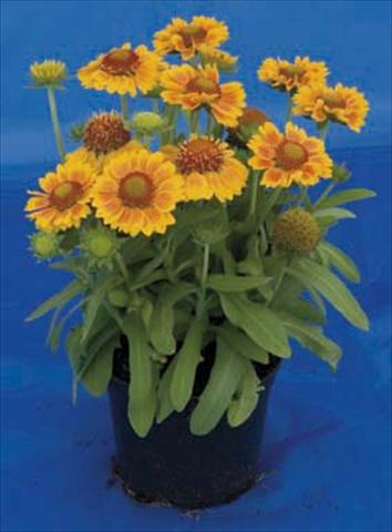 photo of flower to be used as: Pot and bedding Gaillardia Gallo Peach