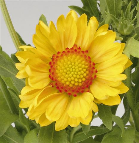 photo of flower to be used as: Pot Gaillardia Sunburst T Orange