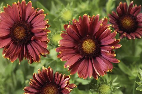 photo of flower to be used as: Pot Gaillardia Sunburst T Red with Yellow Tip