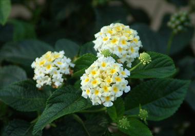 photo of flower to be used as: Pot, bedding, patio, basket Lantana camara Suntana White