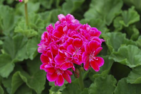 photo of flower to be used as: Bedding, patio, basket Pelargonium zonale Bajazzo