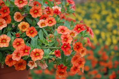 photo of flower to be used as: Patio, basket Calibrachoa Superbells Orange