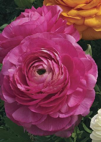 photo of flower to be used as: Pot Ranunculus asiaticus Magic Rose