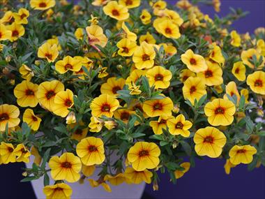 photo of flower to be used as: Patio, basket Calibrachoa Superbells Yellow