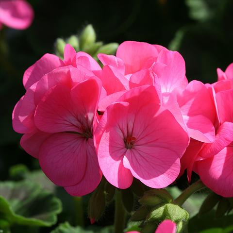 photo of flower to be used as: Pot Pelargonium zonale Inspire Rose