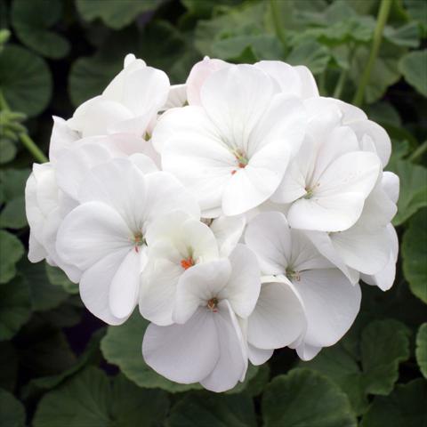 photo of flower to be used as: Pot Pelargonium zonale Inspire White