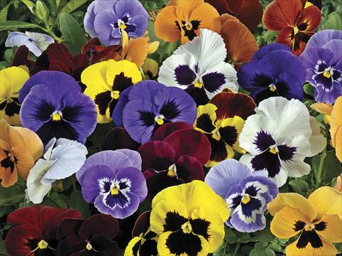 photo of flower to be used as: Pot and bedding Viola wittrockiana Mariposa Blotch Mix
