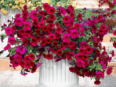 photo of flower to be used as: Pot, patio, basket Calibrachoa Supercal Magenta