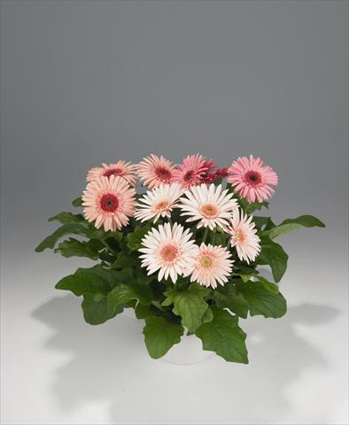 photo of flower to be used as: Pot Gerbera jamesonii Royal Pink