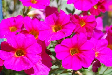photo of flower to be used as: Pot, patio, basket Calibrachoa Supercal Pink
