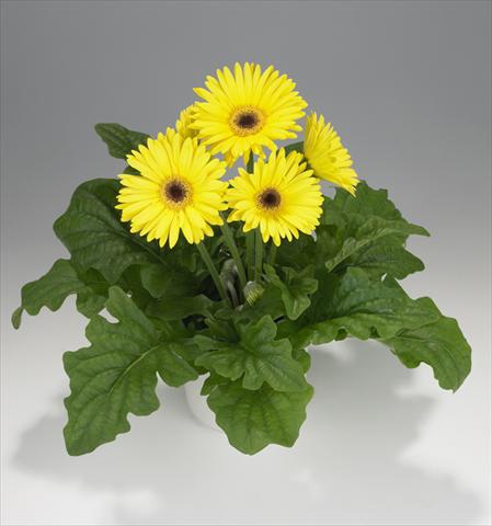 photo of flower to be used as: Basket / Pot Gerbera jamesonii Royal Yellow 8131