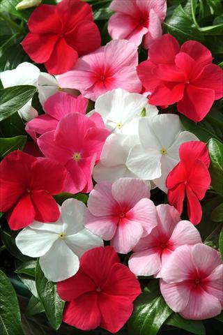 photo of flower to be used as: Bedding pot or basket Catharanthus roseus - Vinca Mediterranean Lipstick Mix XP