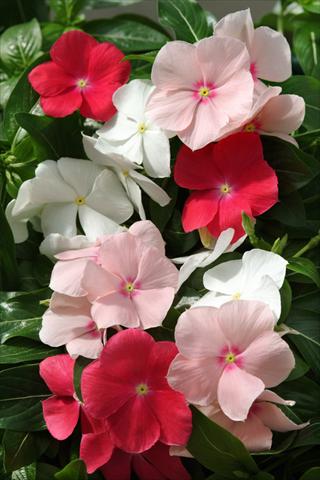 photo of flower to be used as: Bedding pot or basket Catharanthus roseus - Vinca Mediterranean Peach Colada Mix XP