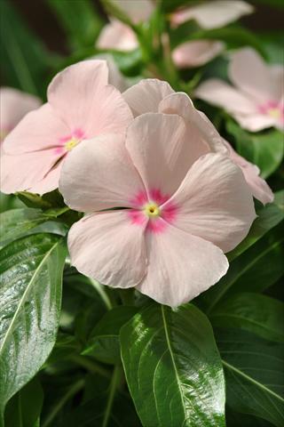 photo of flower to be used as: Bedding pot or basket Catharanthus roseus - Vinca Mediterranean Peach XP