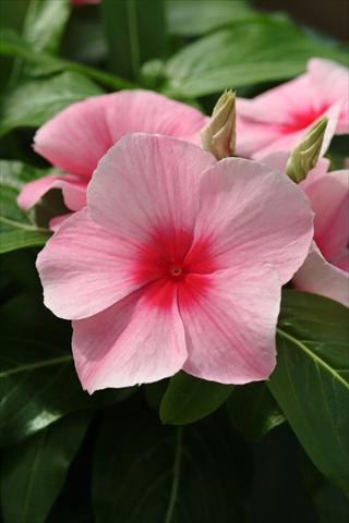 photo of flower to be used as: Bedding pot or basket Catharanthus roseus - Vinca Mediterranean Strawberry XP