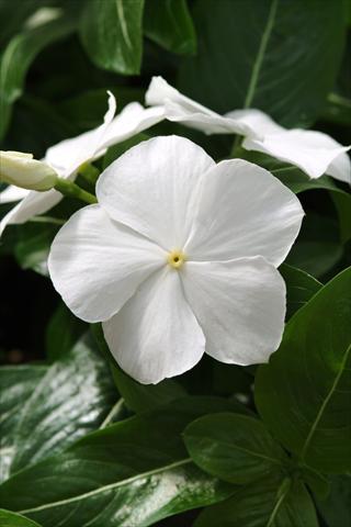 photo of flower to be used as: Bedding pot or basket Catharanthus roseus - Vinca Mediterranean White XP