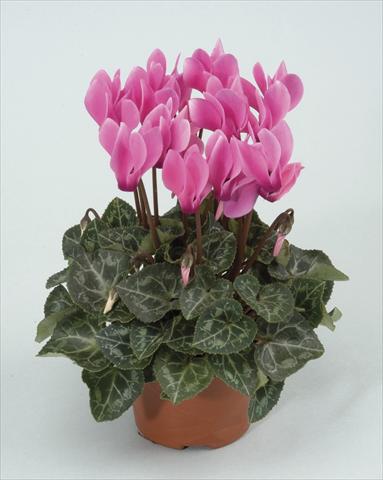 photo of flower to be used as: Pot and bedding Cyclamen persicum Midori Pink