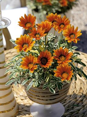 photo of flower to be used as: Pot, bedding, patio Gazania rigens Tiger Eye