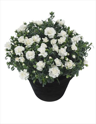 photo of flower to be used as: Pot Dianthus Moonstone