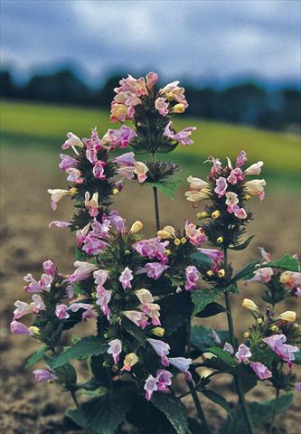photo of flower to be used as: Bedding / border plant Nepeta subsessilis Pink Dreams
