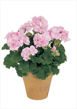 photo of flower to be used as: Pot, bedding, patio Pelargonium zonale Trend Rose