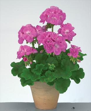 photo of flower to be used as: Pot, bedding, patio Pelargonium zonale Trend Lavender