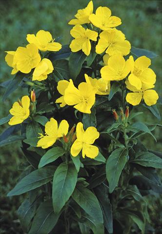 photo of flower to be used as: Bedding / border plant Oenothera  pilosella Yella Fella