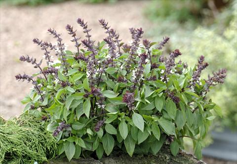 photo of flower to be used as: Pot, bedding, patio Ocimum basilicum Queen of Sheba