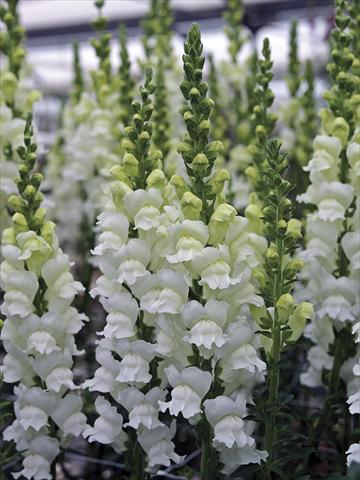 photo of flower to be used as: Pot and bedding Antirrhinum majus Opus Fresh White