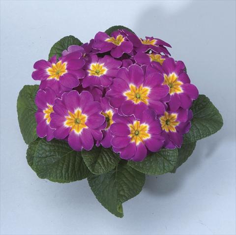 photo of flower to be used as: Pot, bedding, patio, basket Primula acaulis, veris, vulgaris Orion Lilac Pot