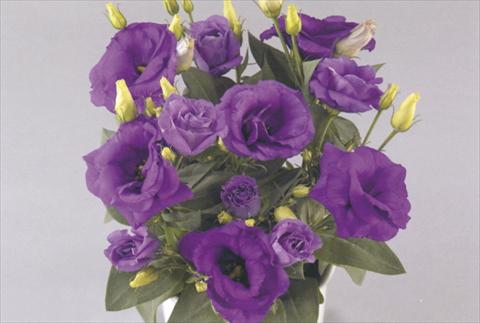photo of flower to be used as: Pot and bedding Lisianthus (Eustoma rusellianum) Rosie Lavender Blue