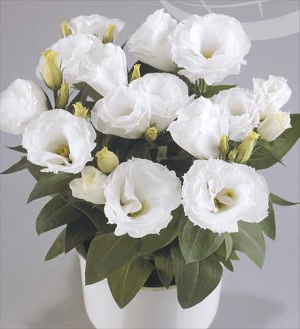 photo of flower to be used as: Pot and bedding Lisianthus (Eustoma rusellianum) Rosie White